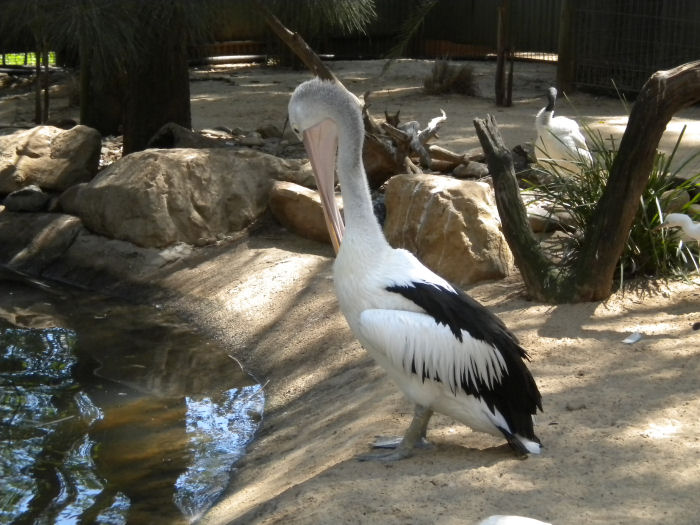 Pelican.