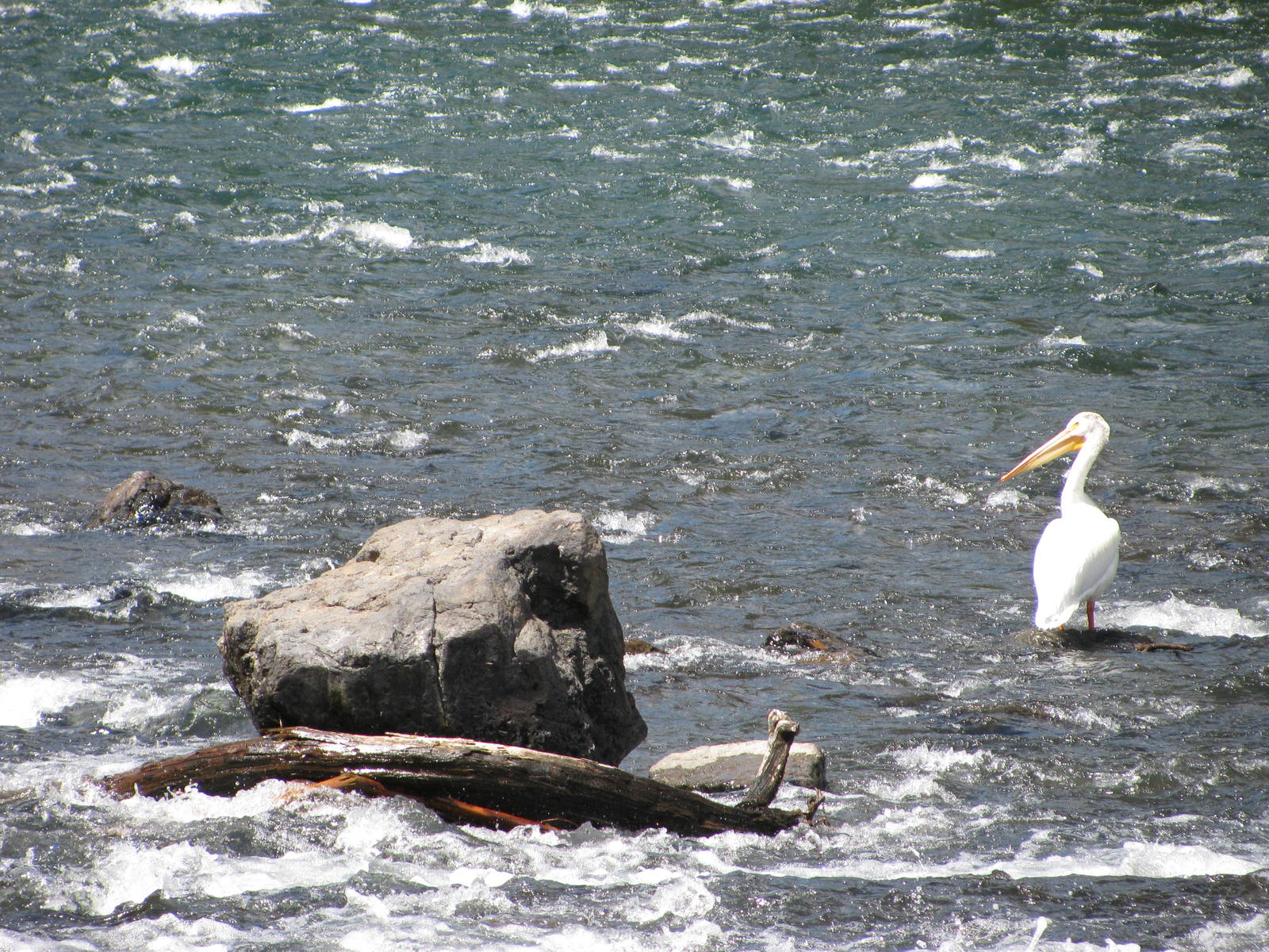 Pelican