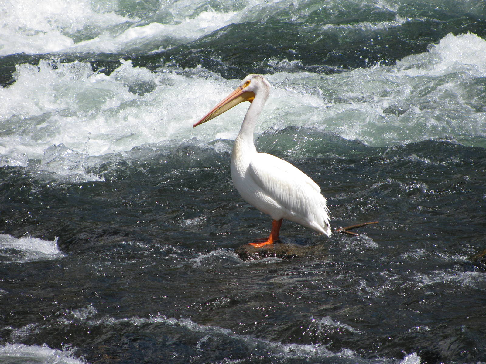 Pelican