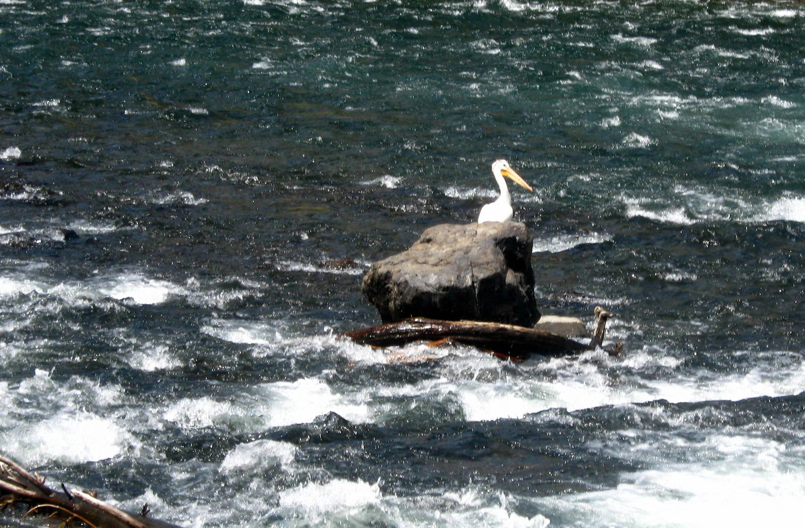 Pelican
