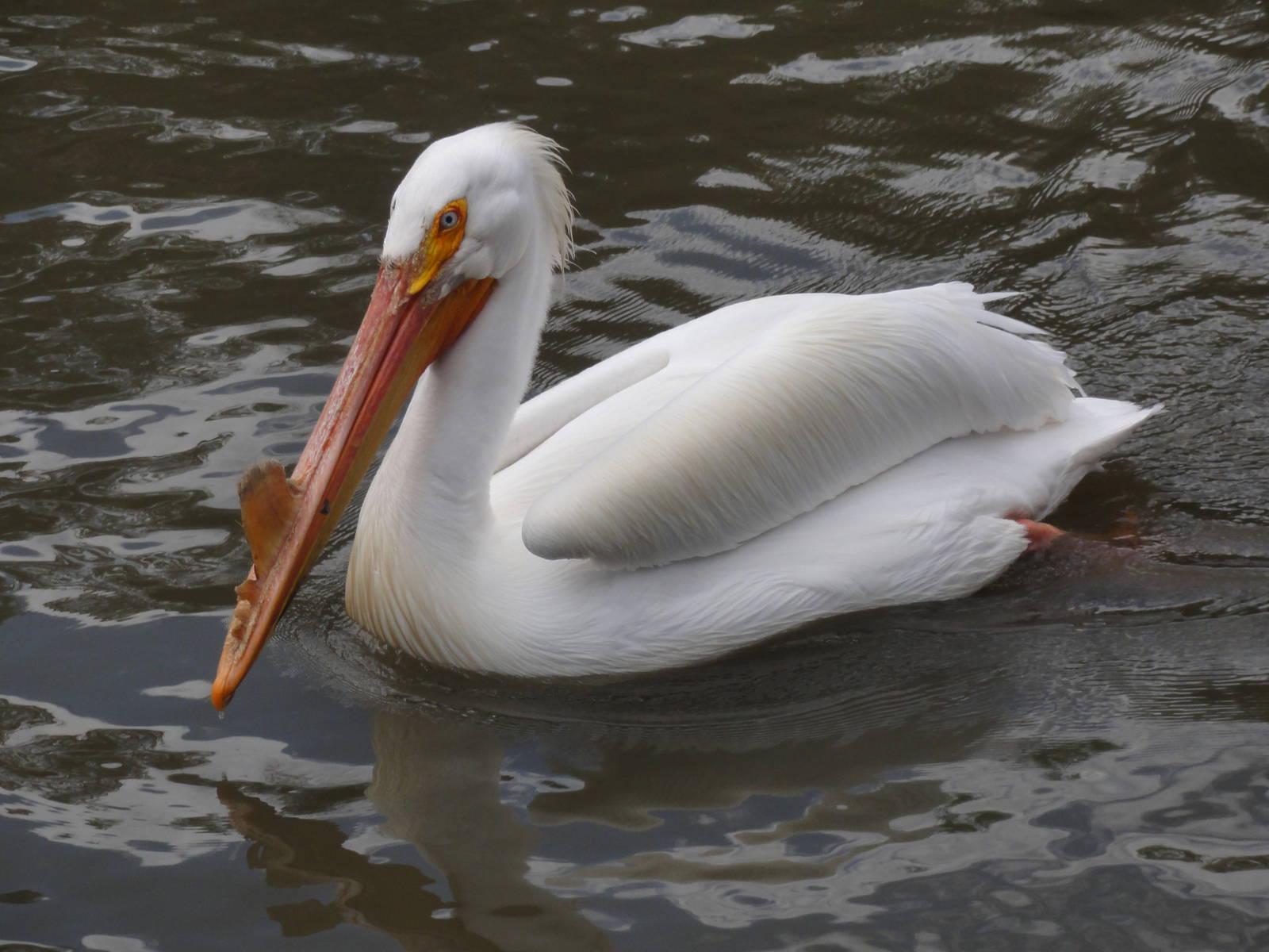 Pelican