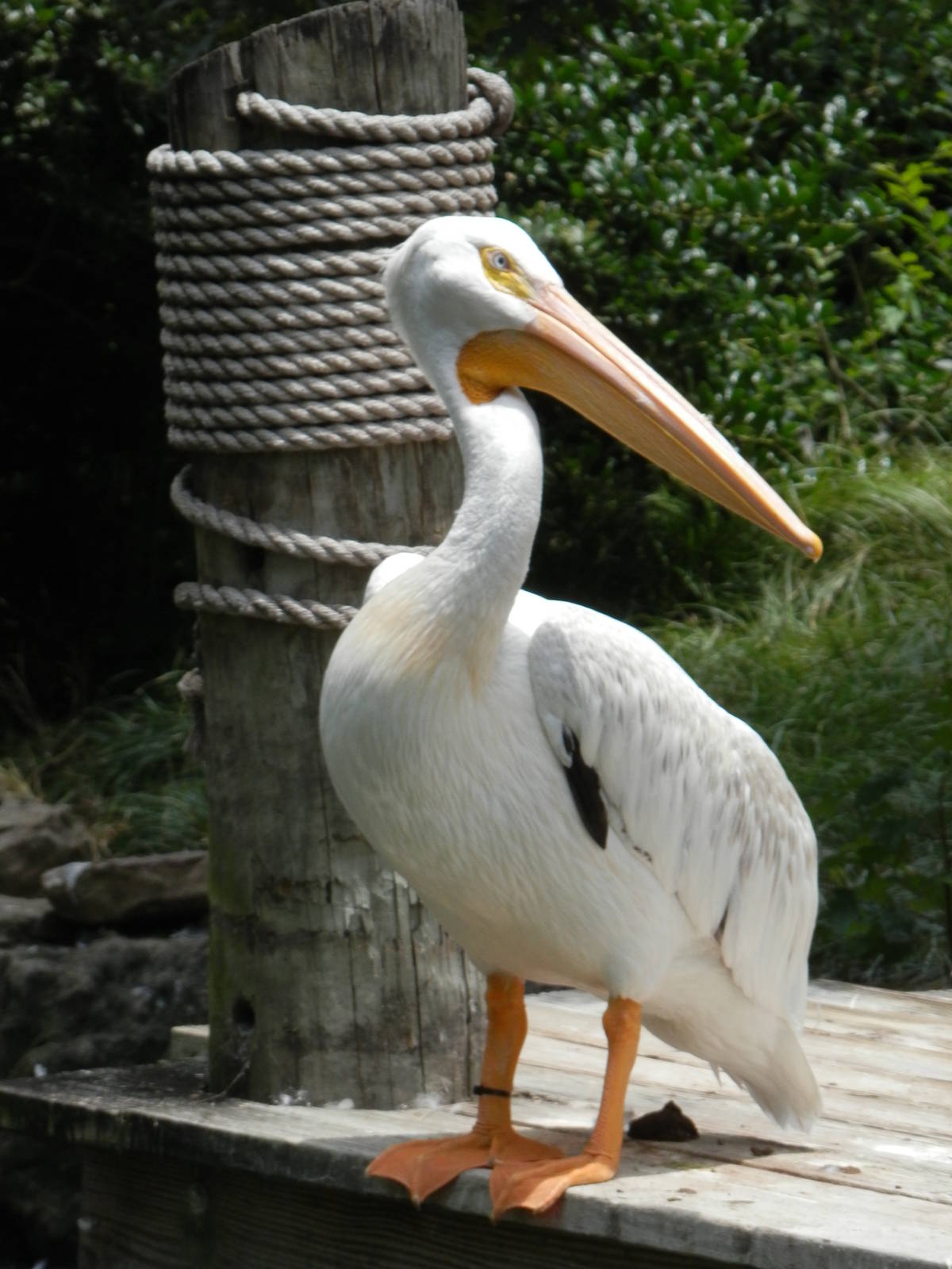 pelican