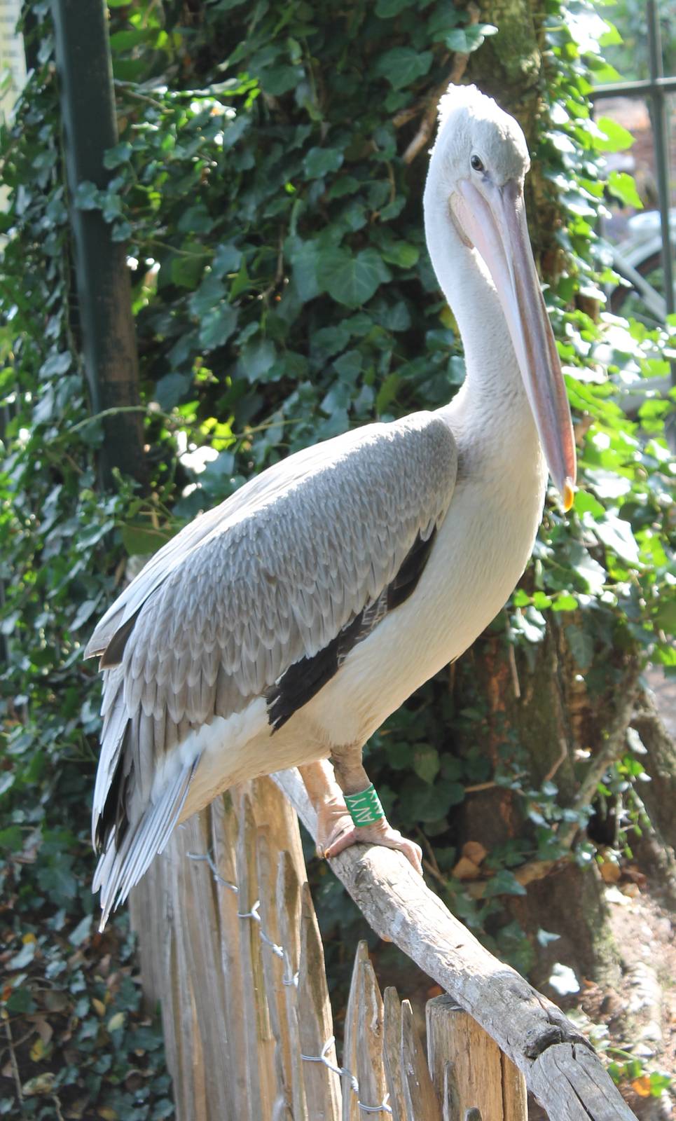 Pelican