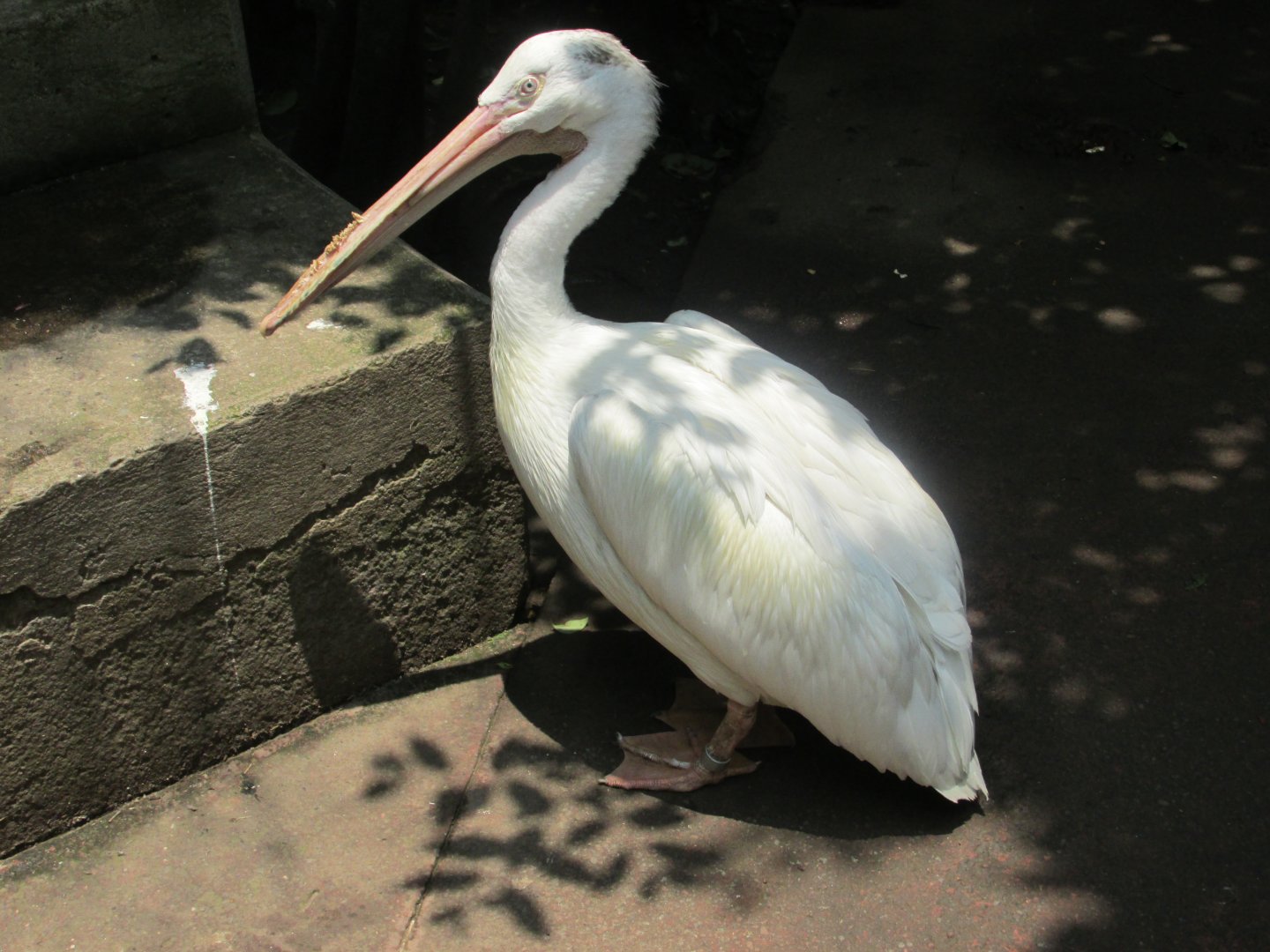 Pelican