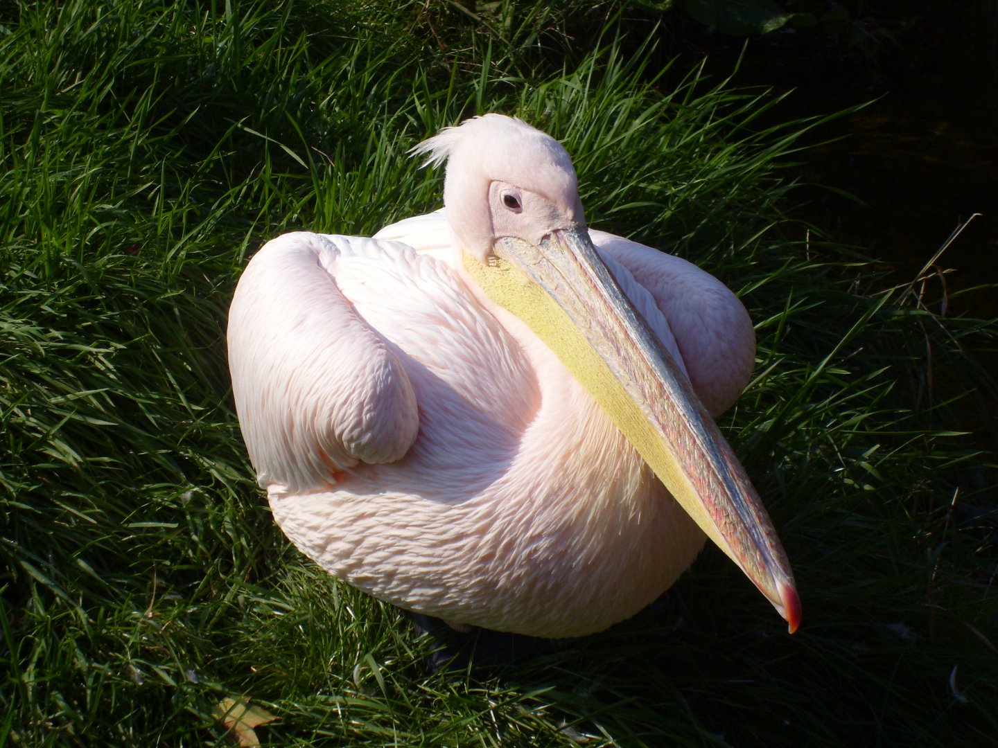 Pelican