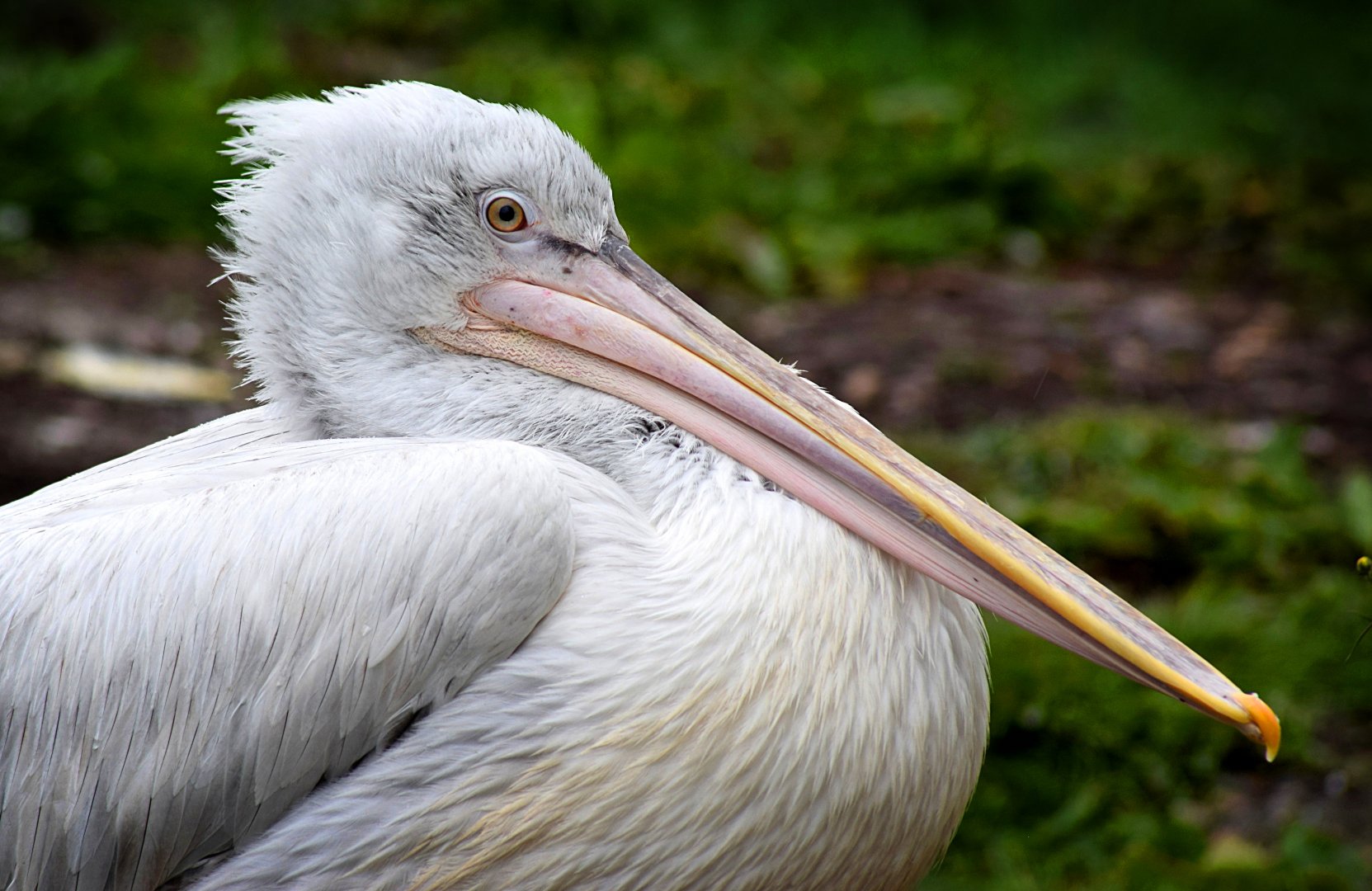 Pelican