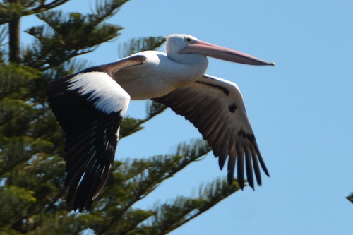 Pelican.