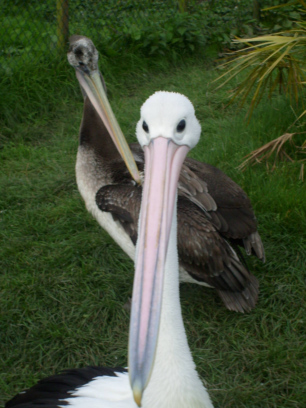 Pelican