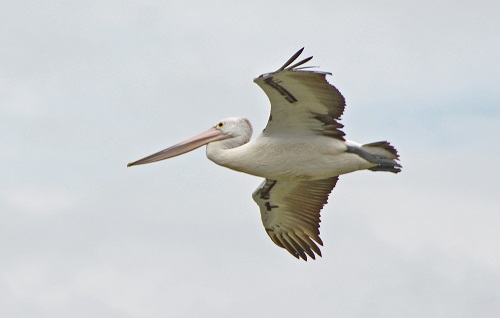 Pelican