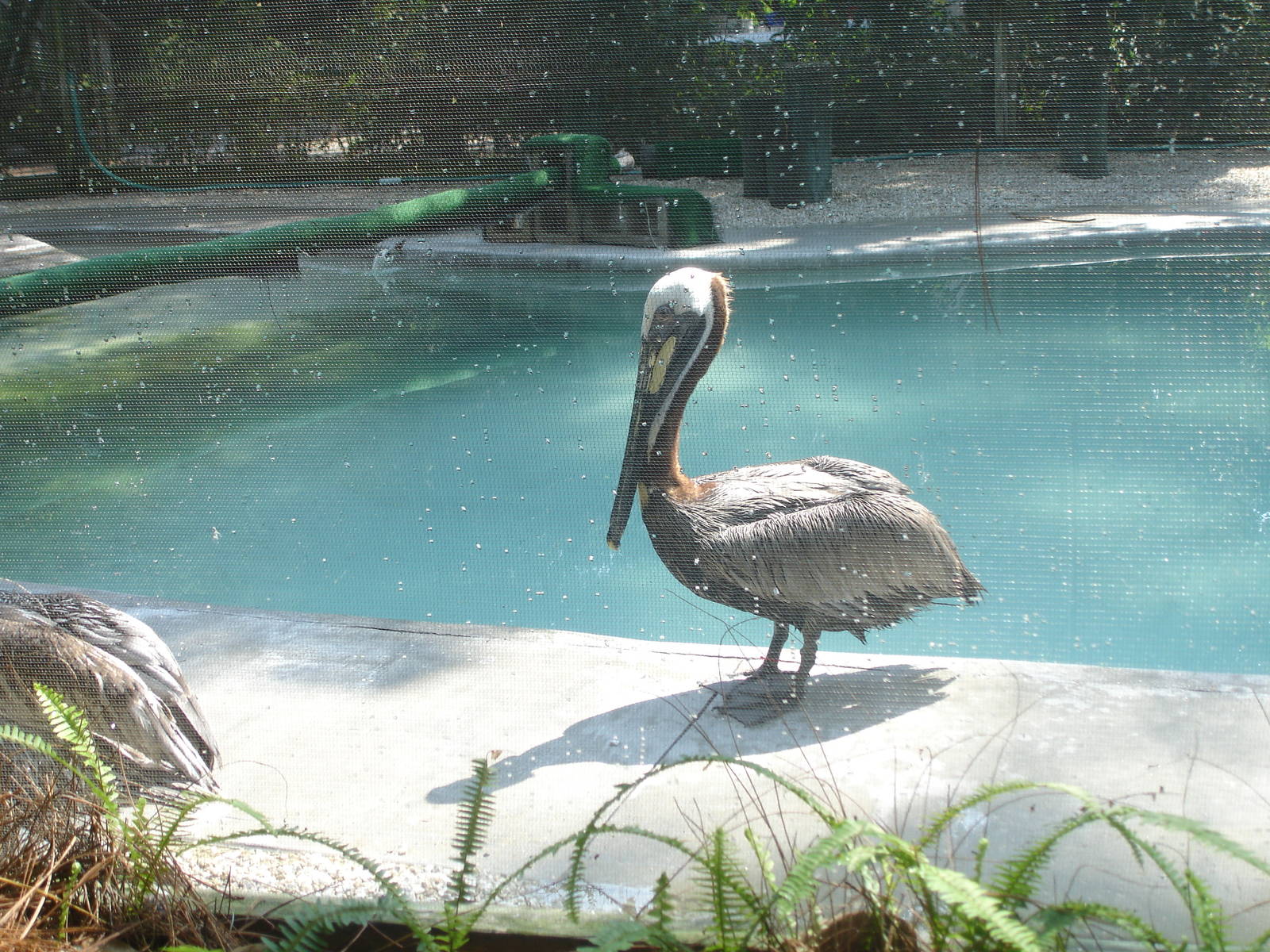 Pelican