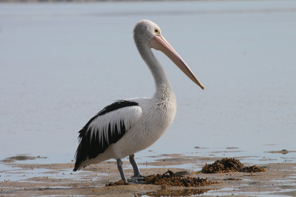 Pelican