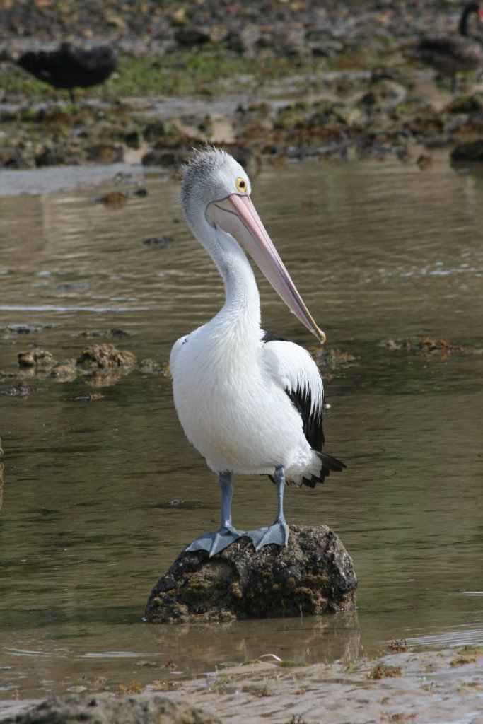 Pelican