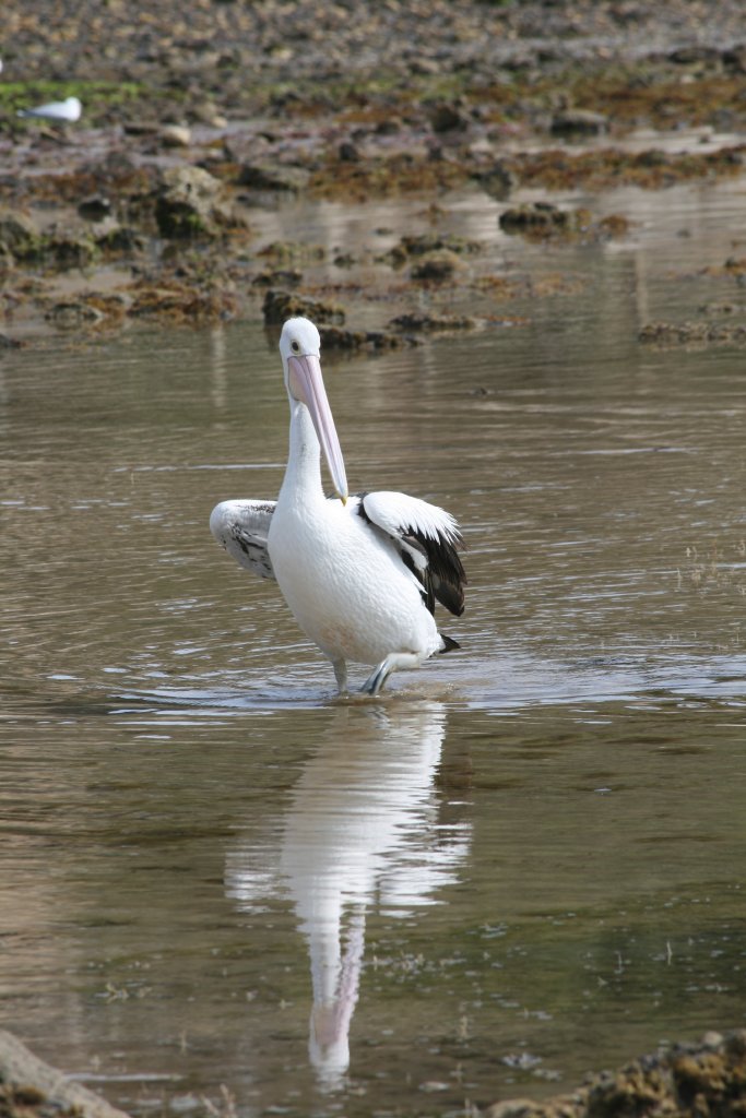 Pelican