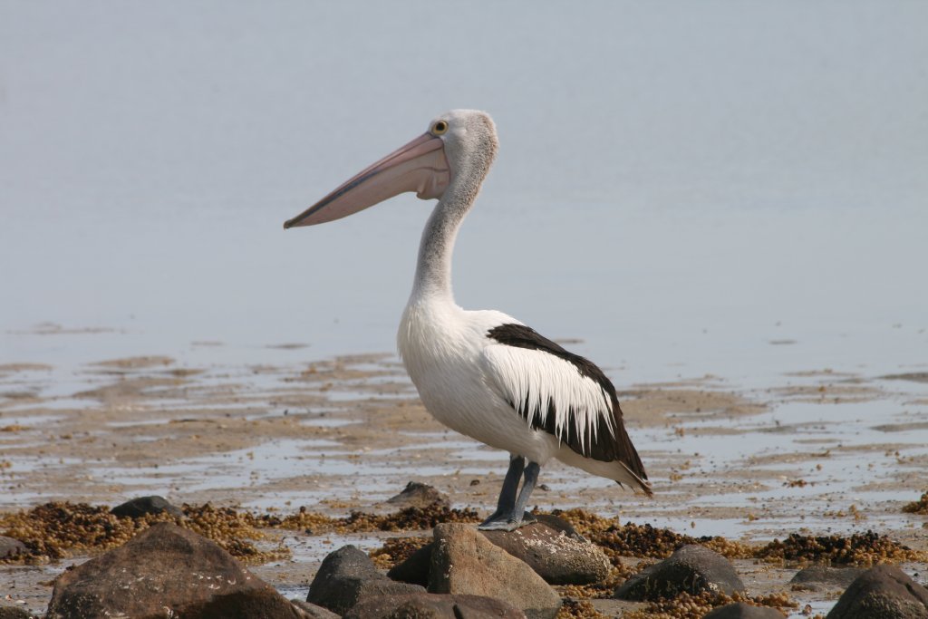 Pelican