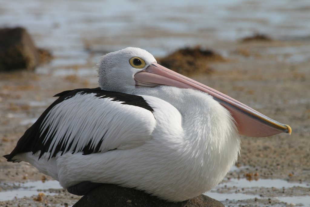 Pelican