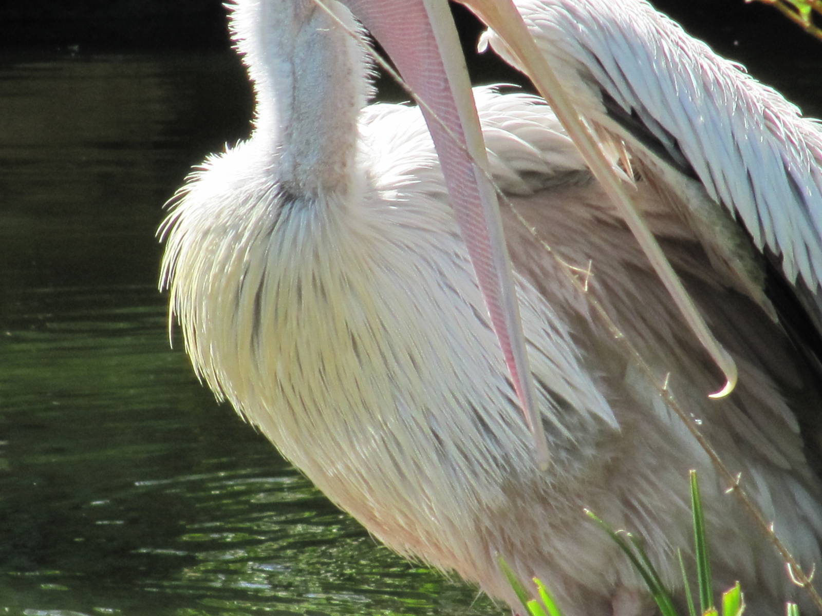 Pelican