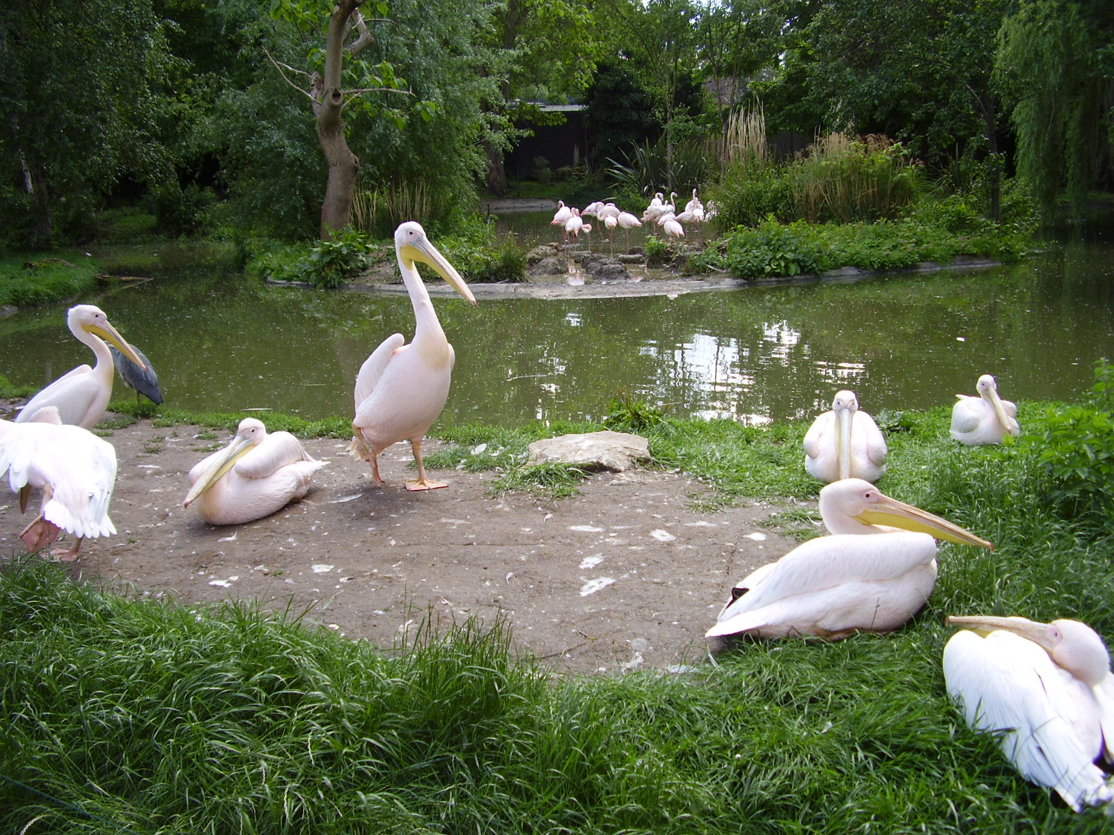 Pelicans - 2007