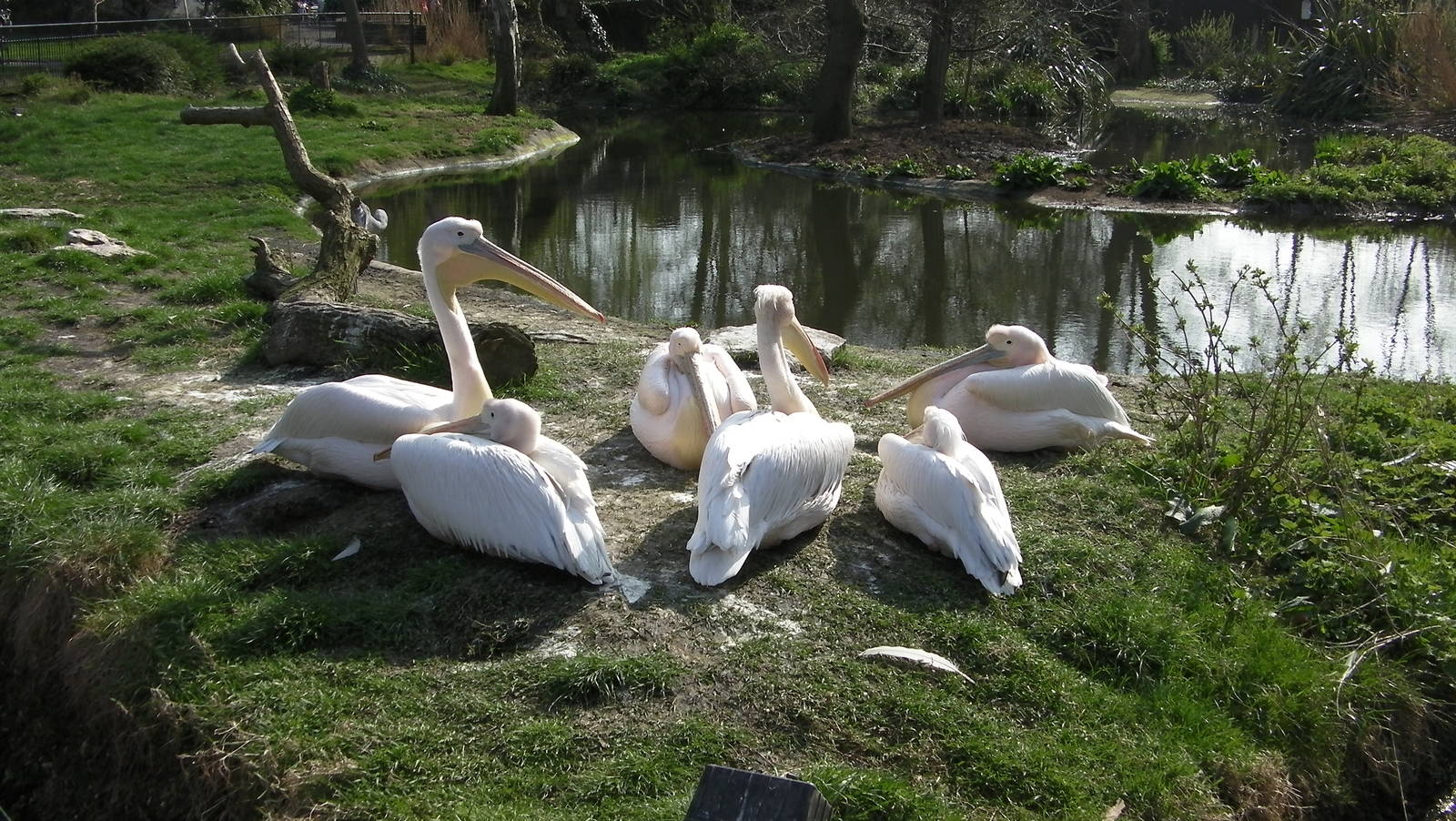 Pelicans - 24.03.2012