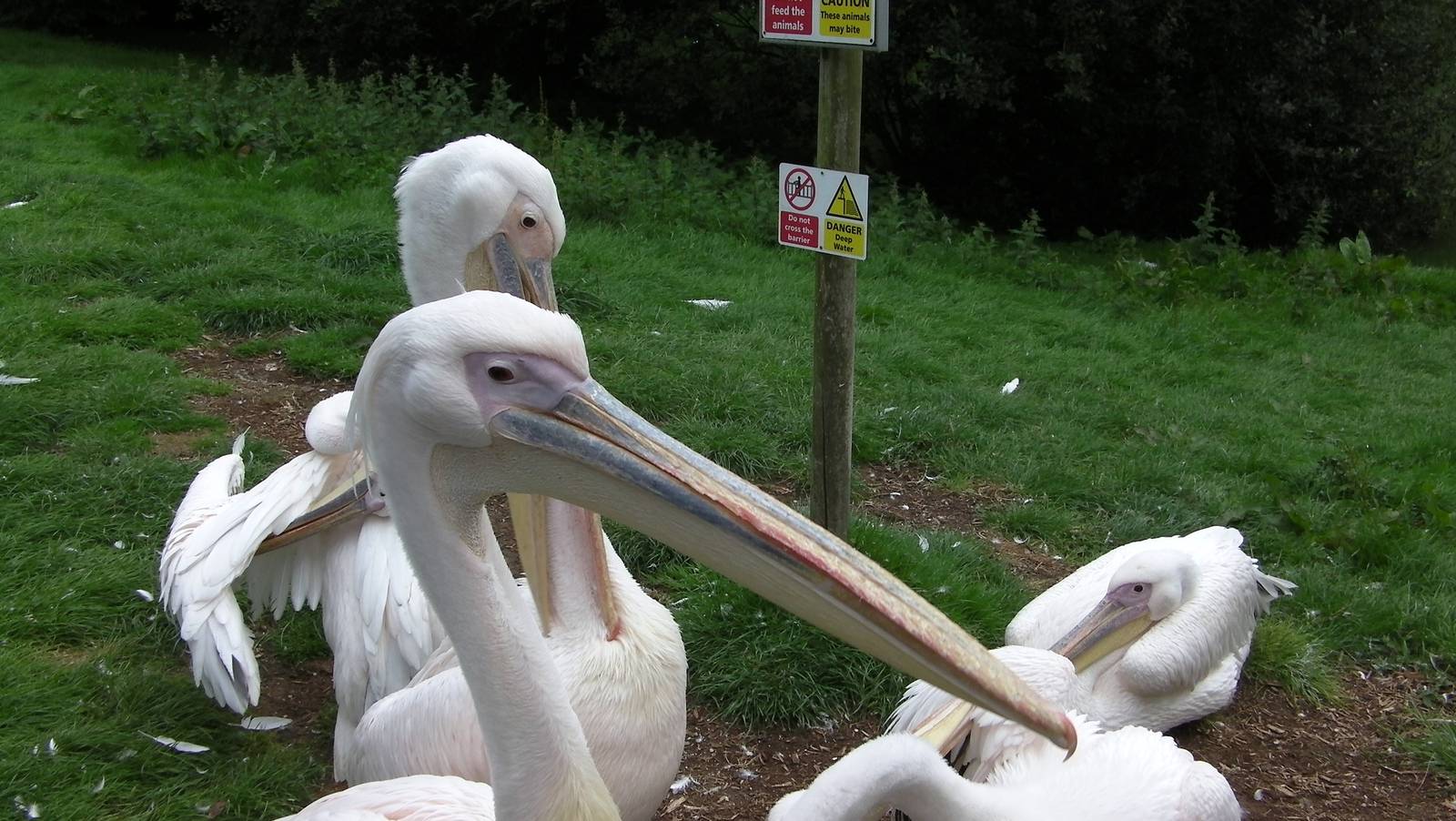 Pelicans - 26.08.2011