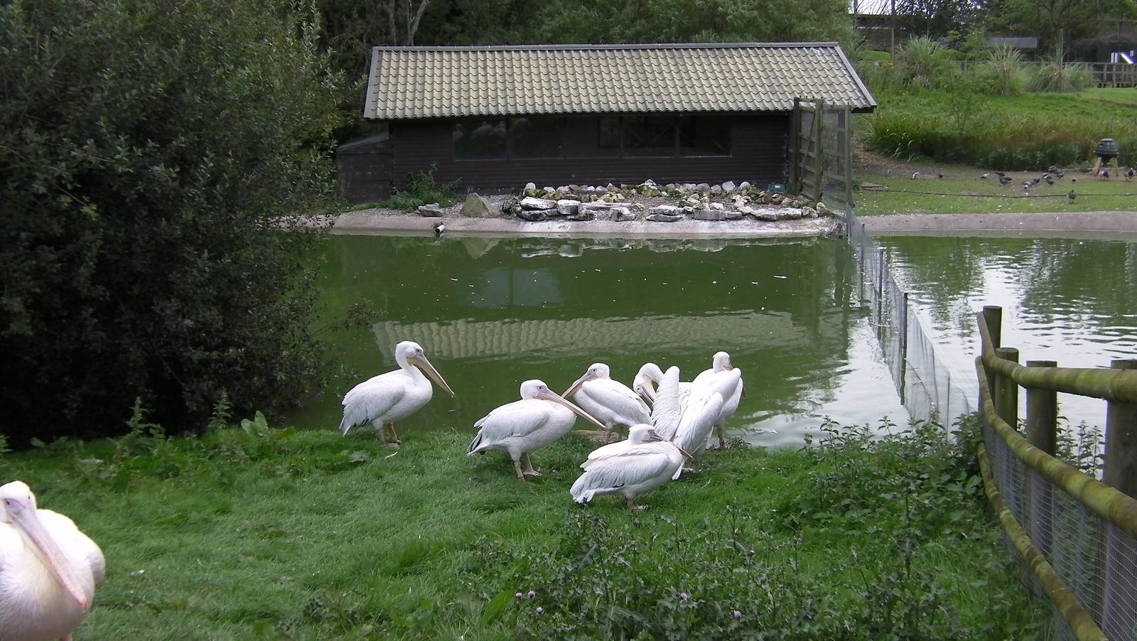 Pelicans - 26.08.2011