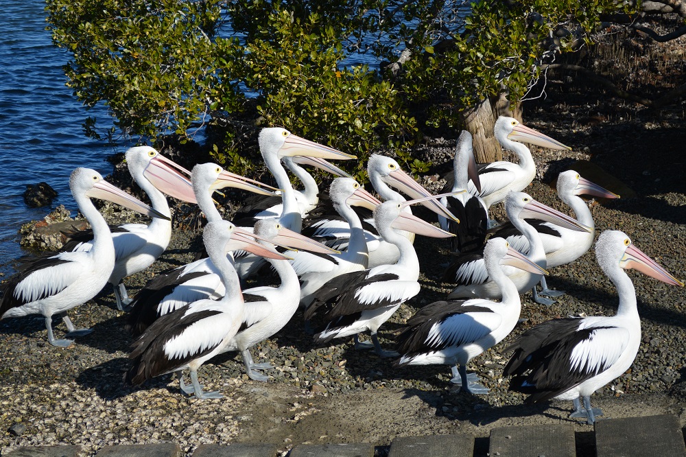 Pelicans 3