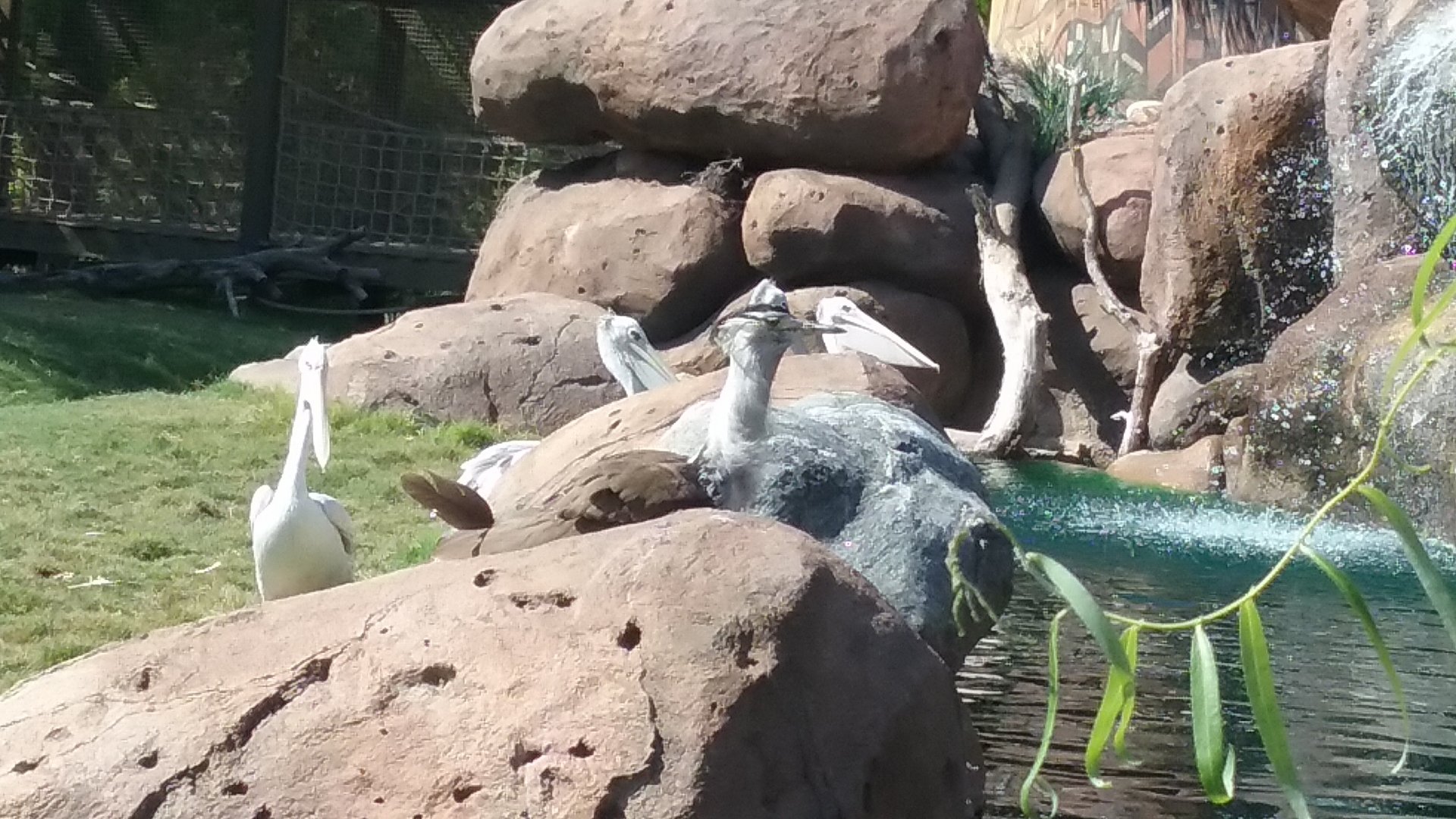Pelicans and a Kori Bustard