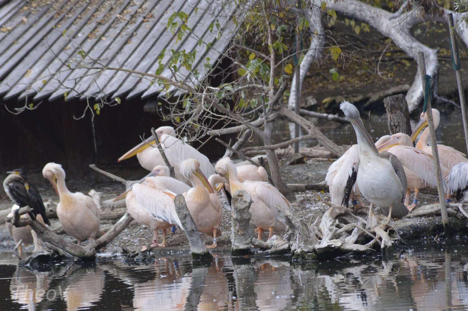Pelicans and cormorants [2017]