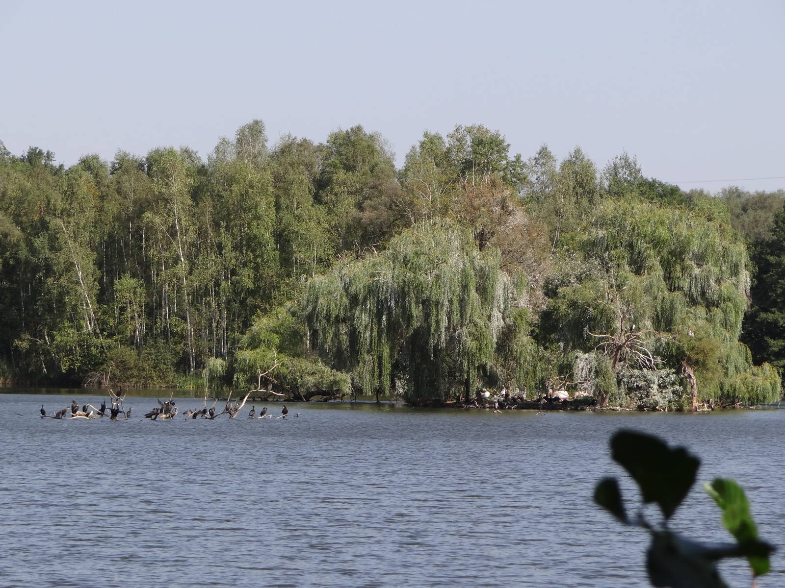 Pelicans and cormorants pond