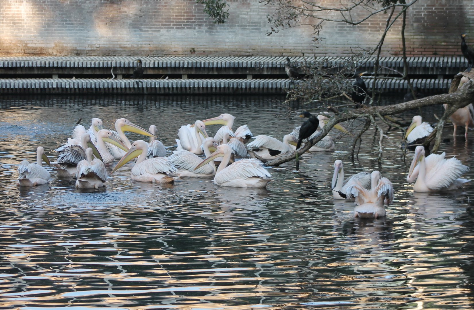 Pelicans and cormorants