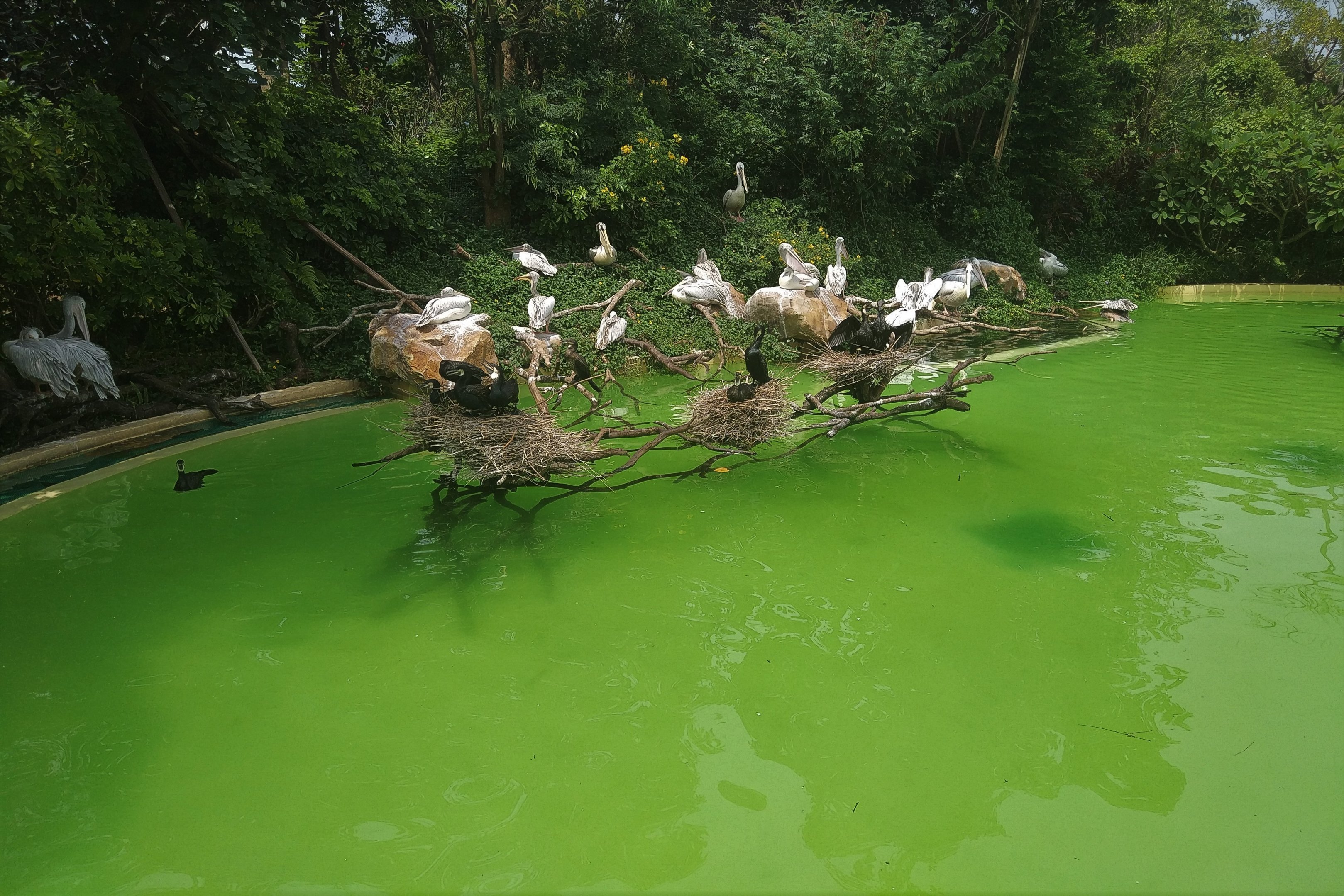 Pelicans and Cormorants