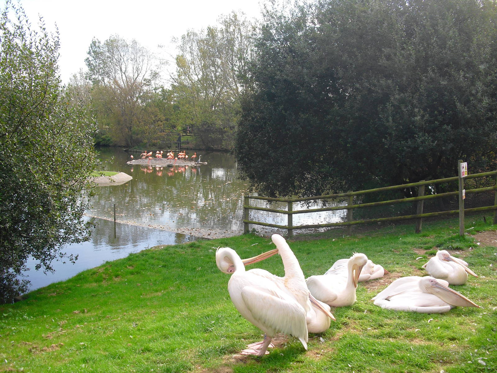 Pelicans and Flamingos - 01/10/2011