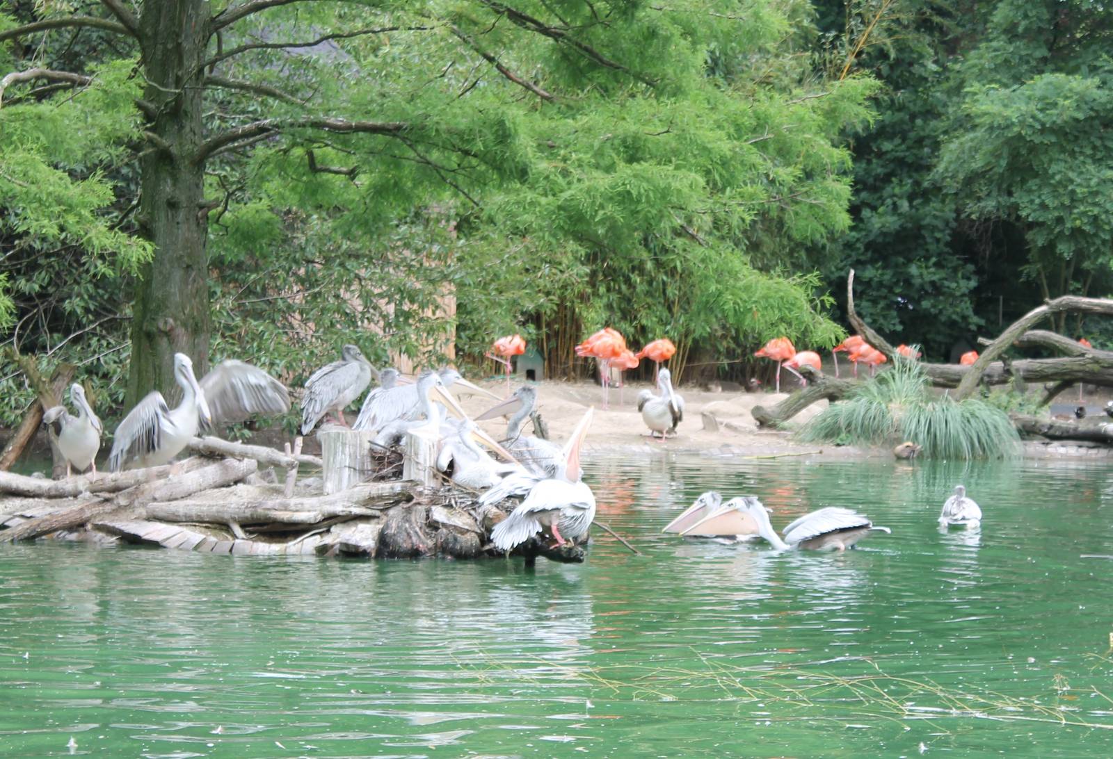 Pelicans and Flamingos