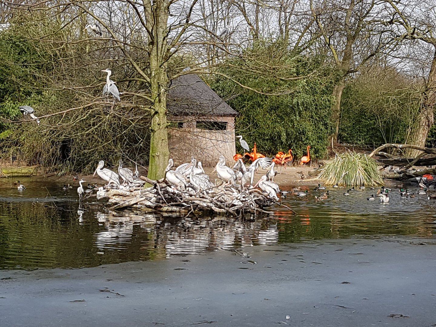Pelicans and flamingos