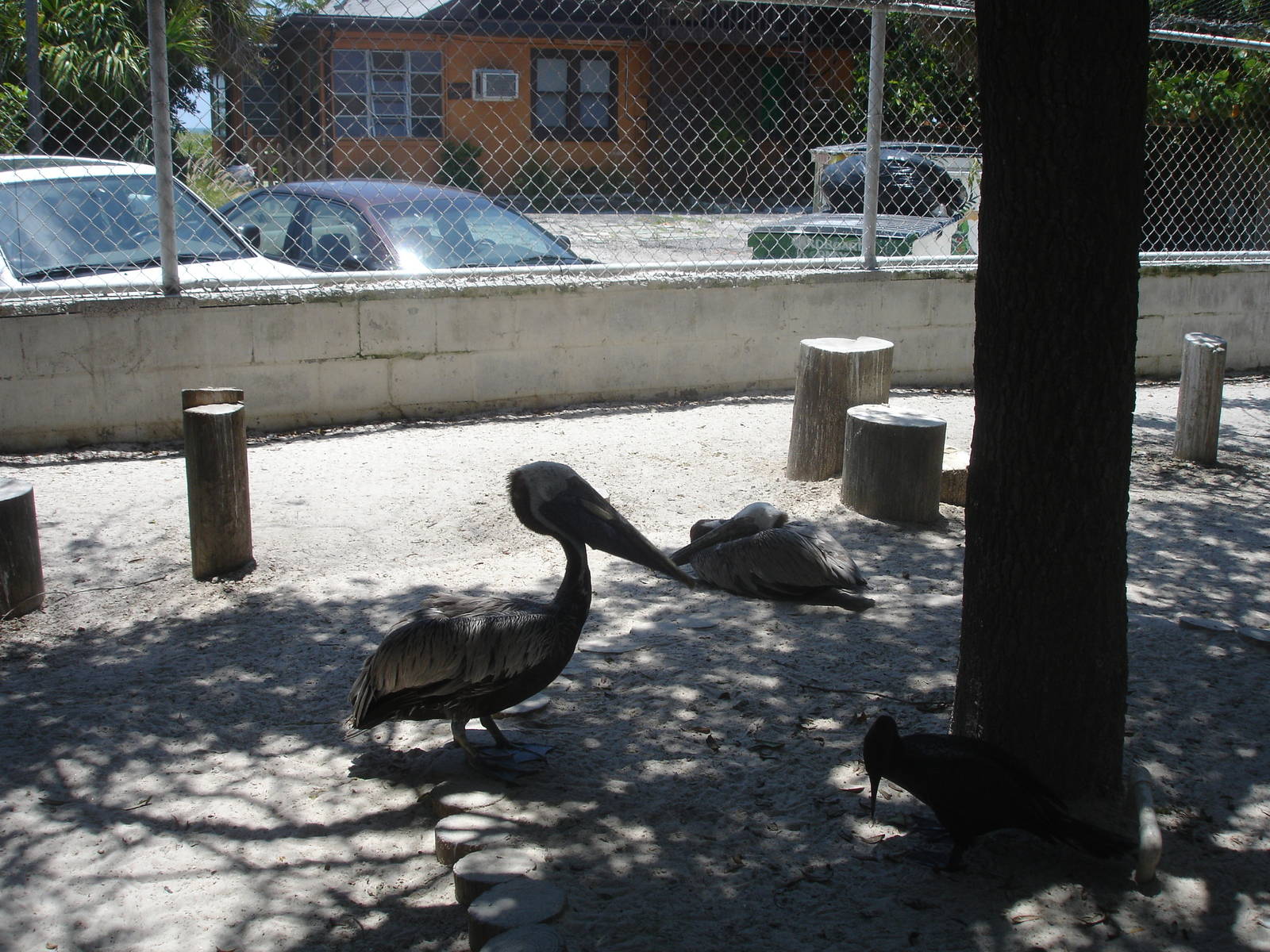 Pelicans and friends