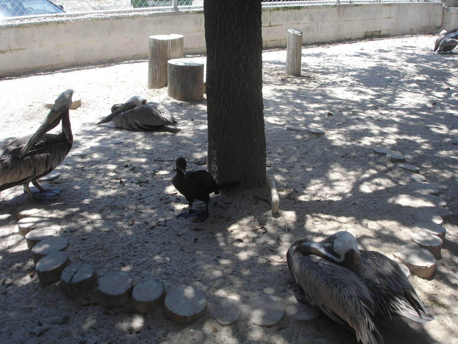 Pelicans and friends