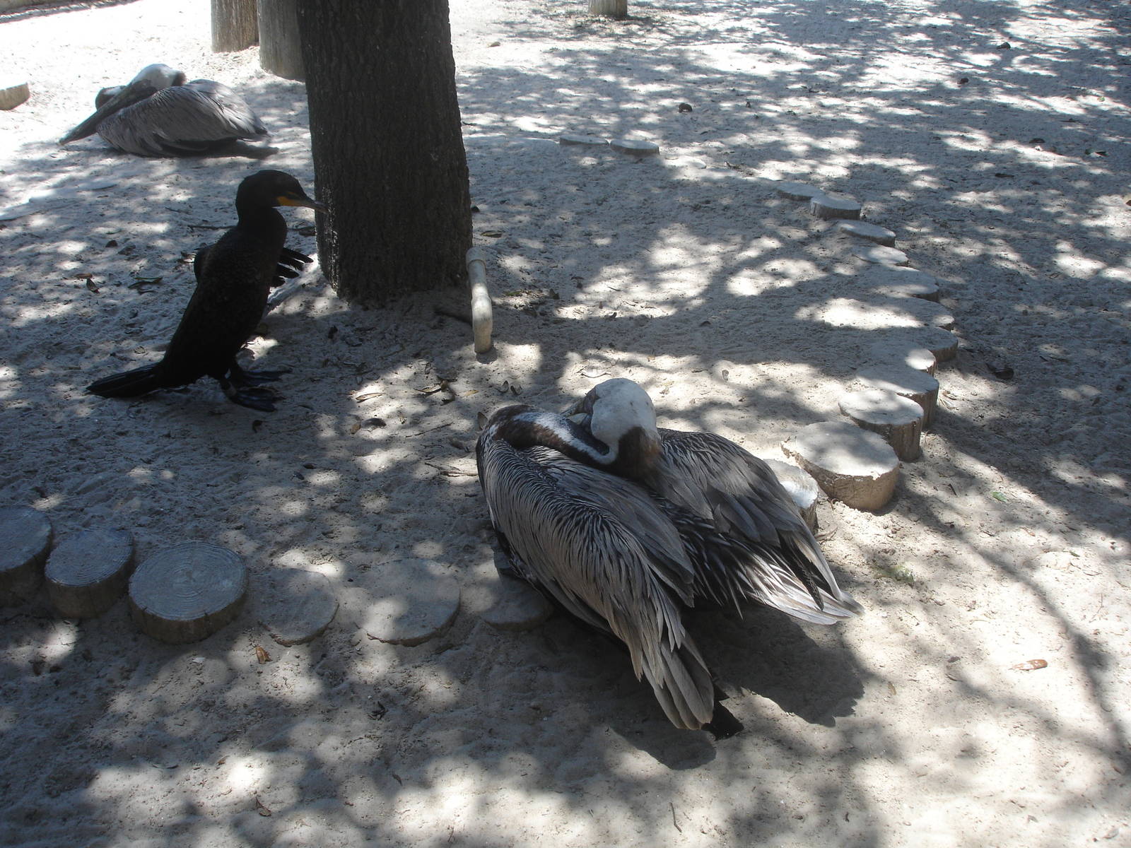 Pelicans and friends
