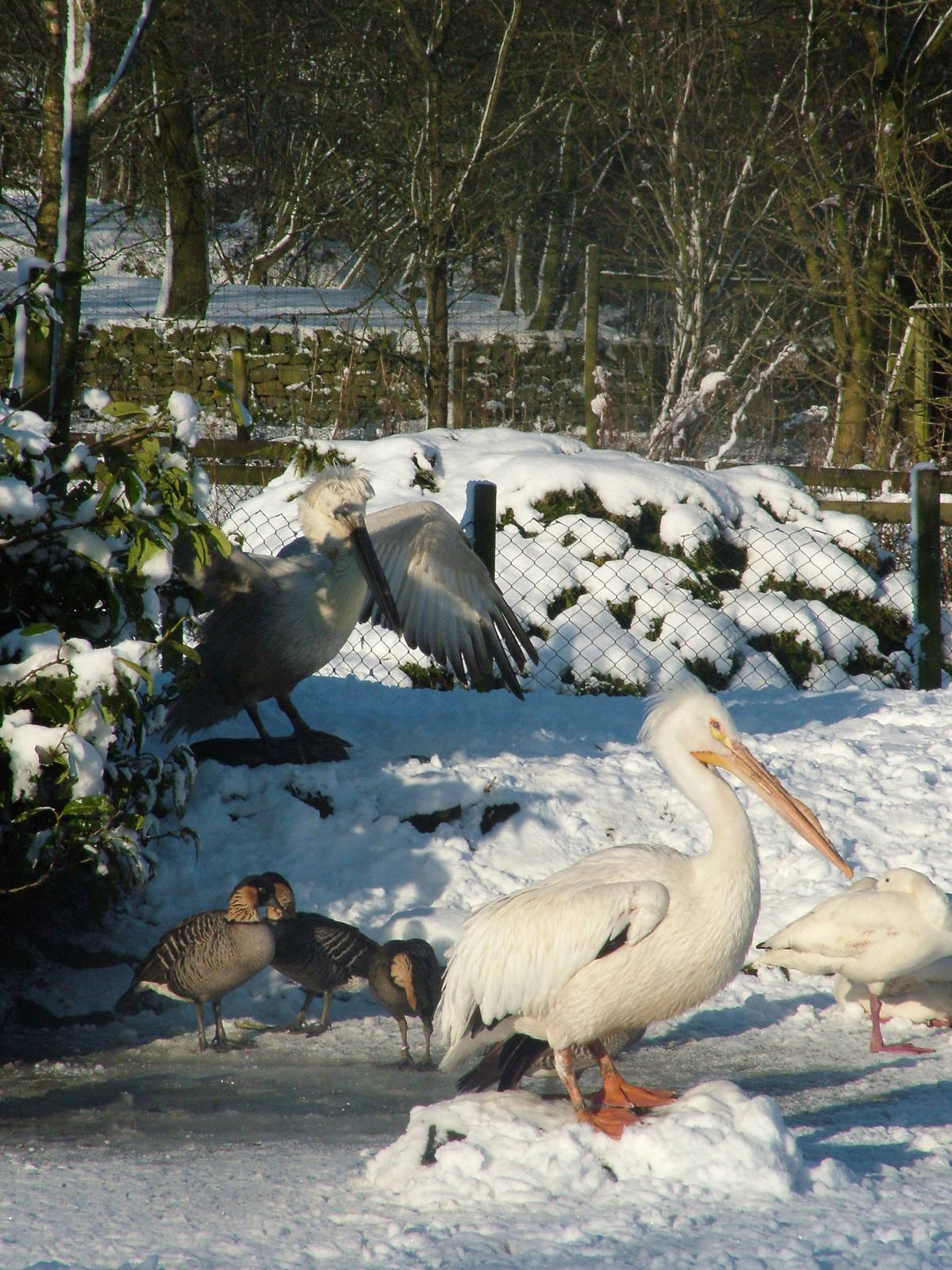 Pelicans and Geese, Blackbrook in the Snow, 03/01/10