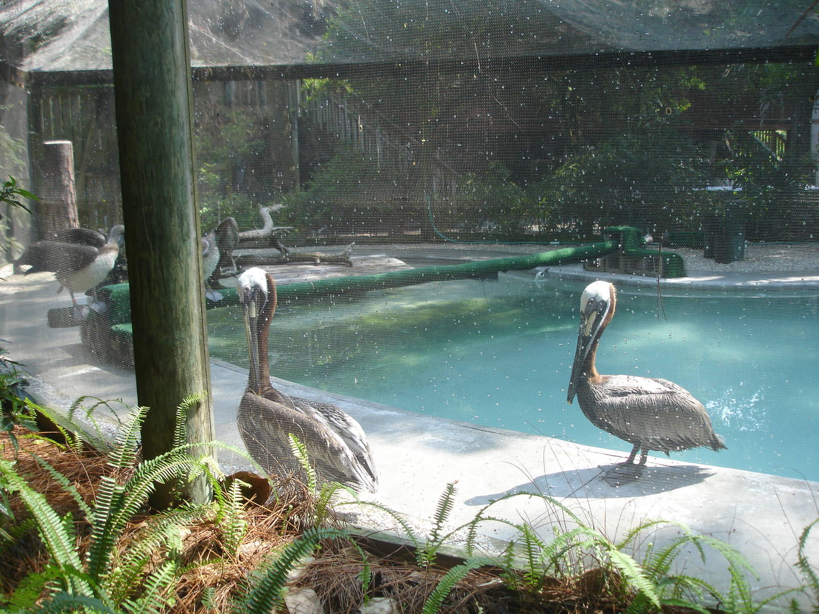 Pelicans and other water fowl