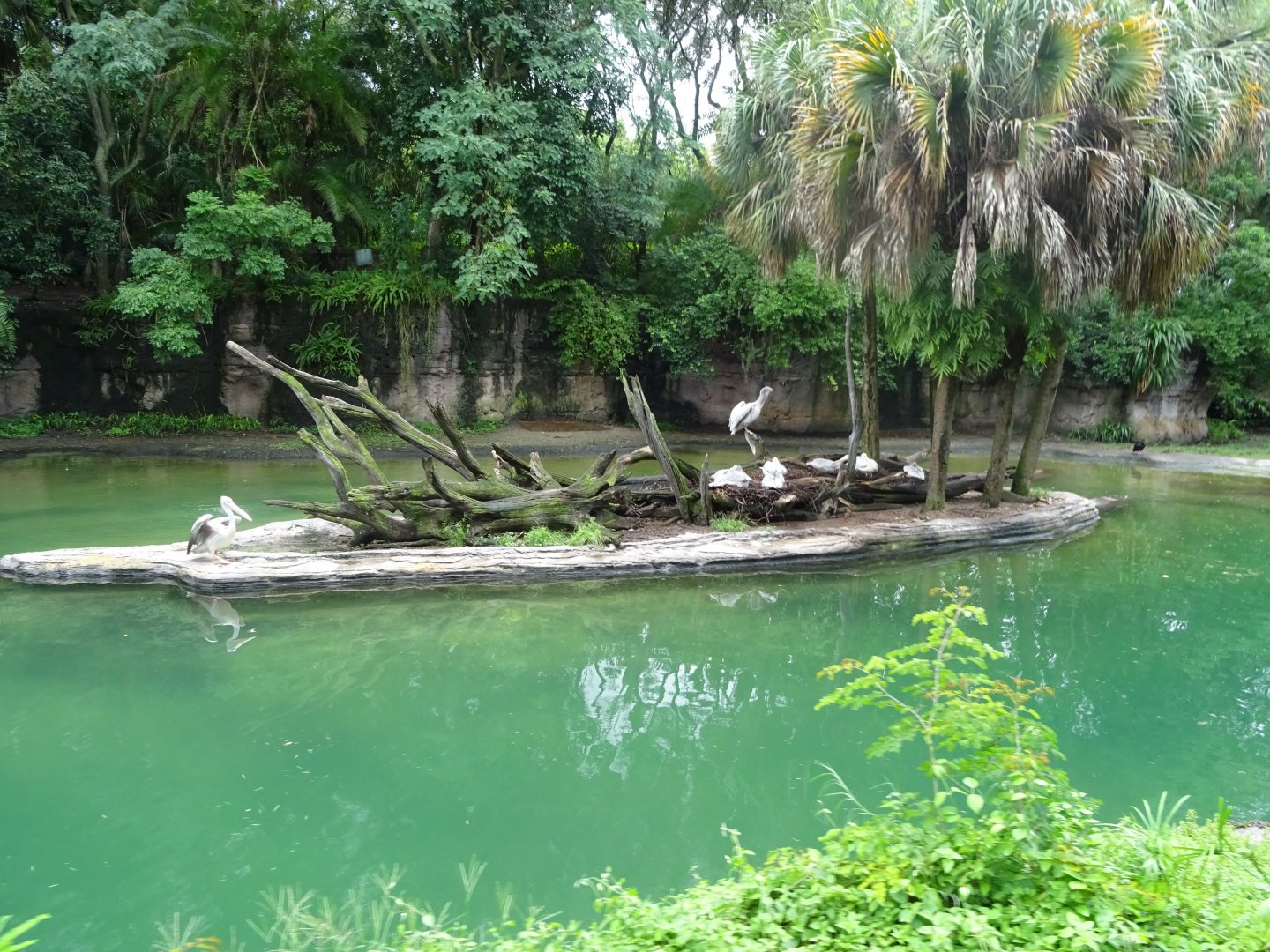 Pelicans at Disney's Animal Kingdom (2014)