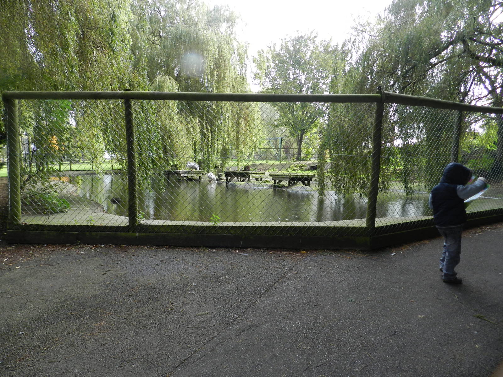 Pelicans at Flamingo Land - 14/10/2012