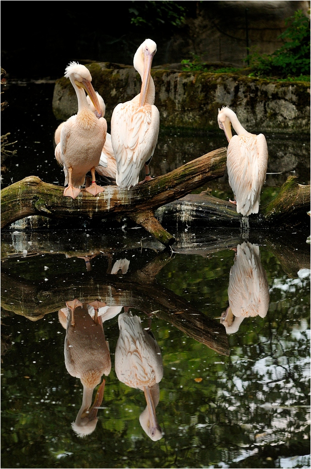 Pelicans at Hamburg