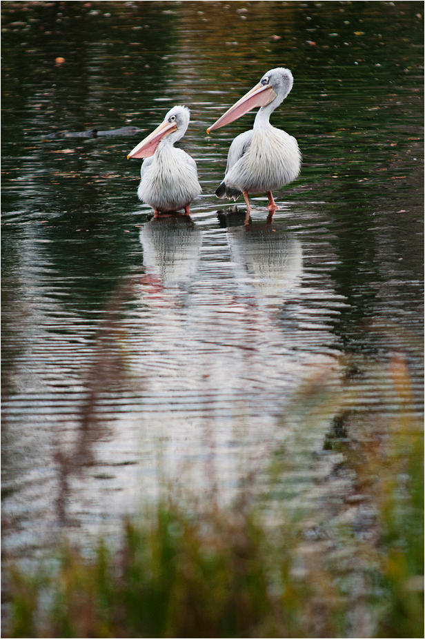 Pelicans at Hamburg