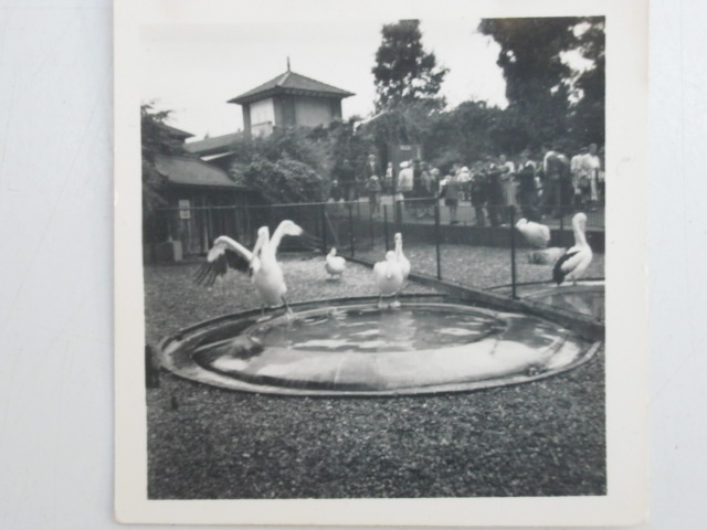 Pelicans at London Zoo ?