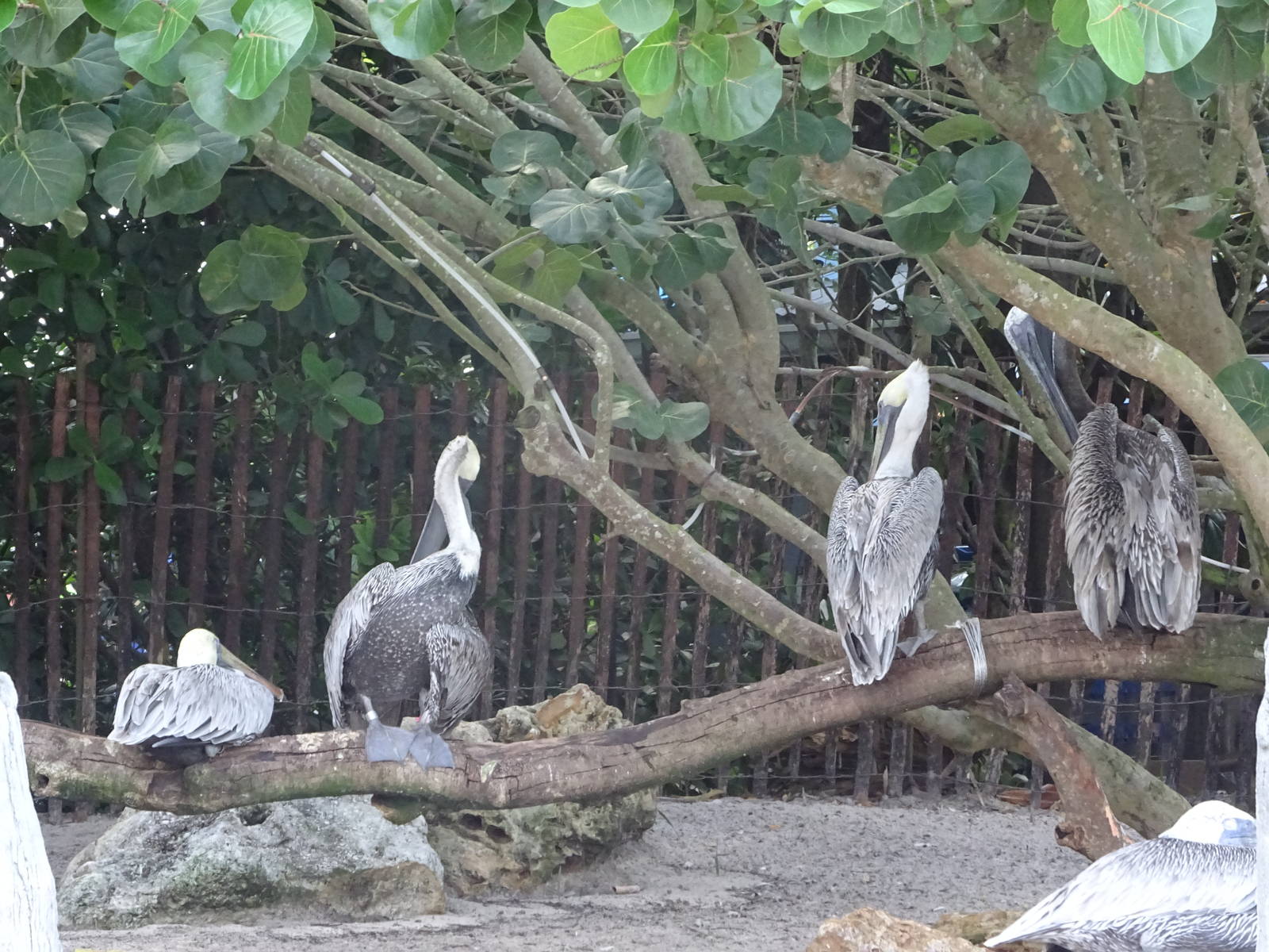 Pelicans at SeaWorld Orlando