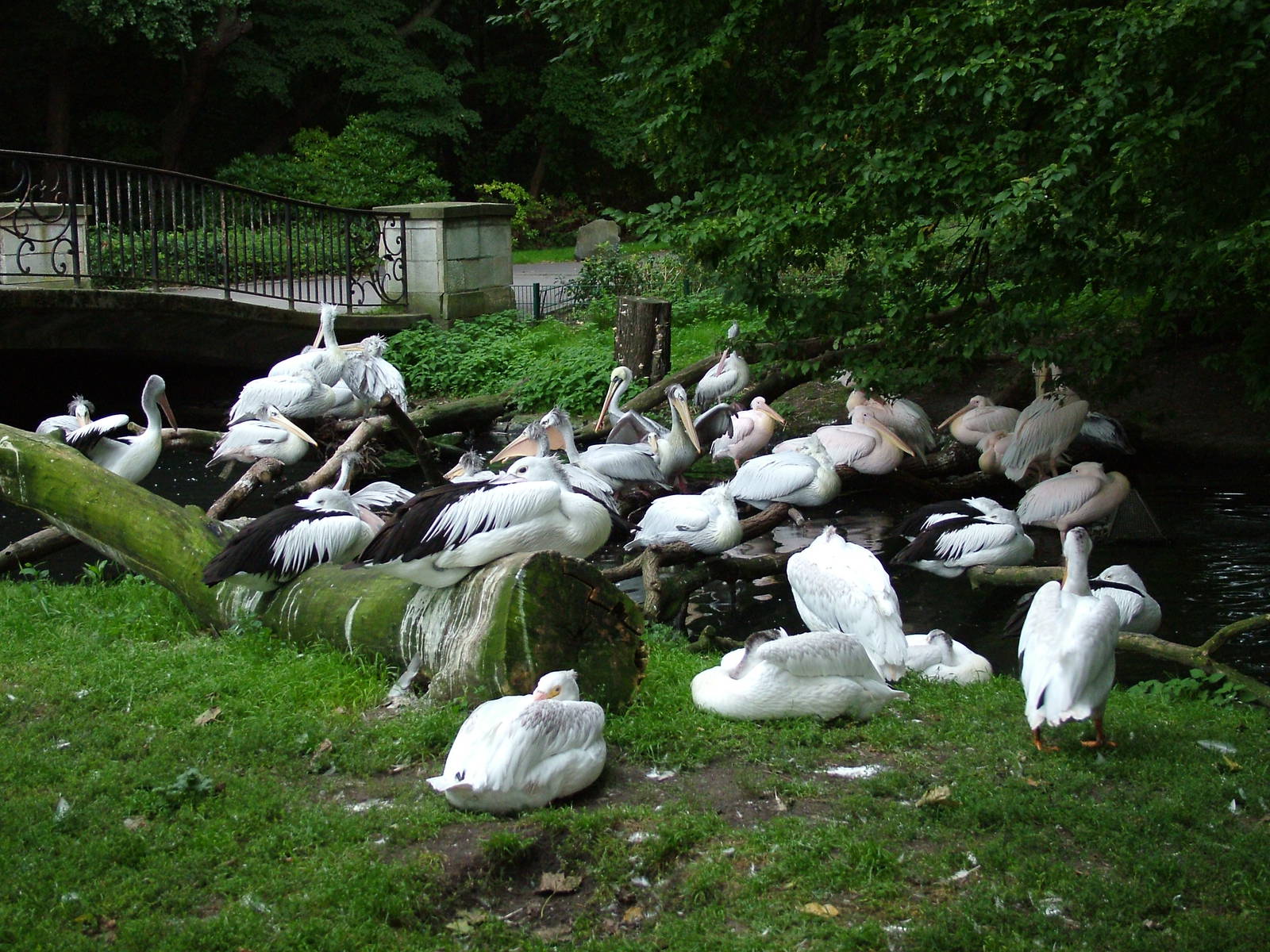 Pelicans at Tierpark Berlin, 30/08/11