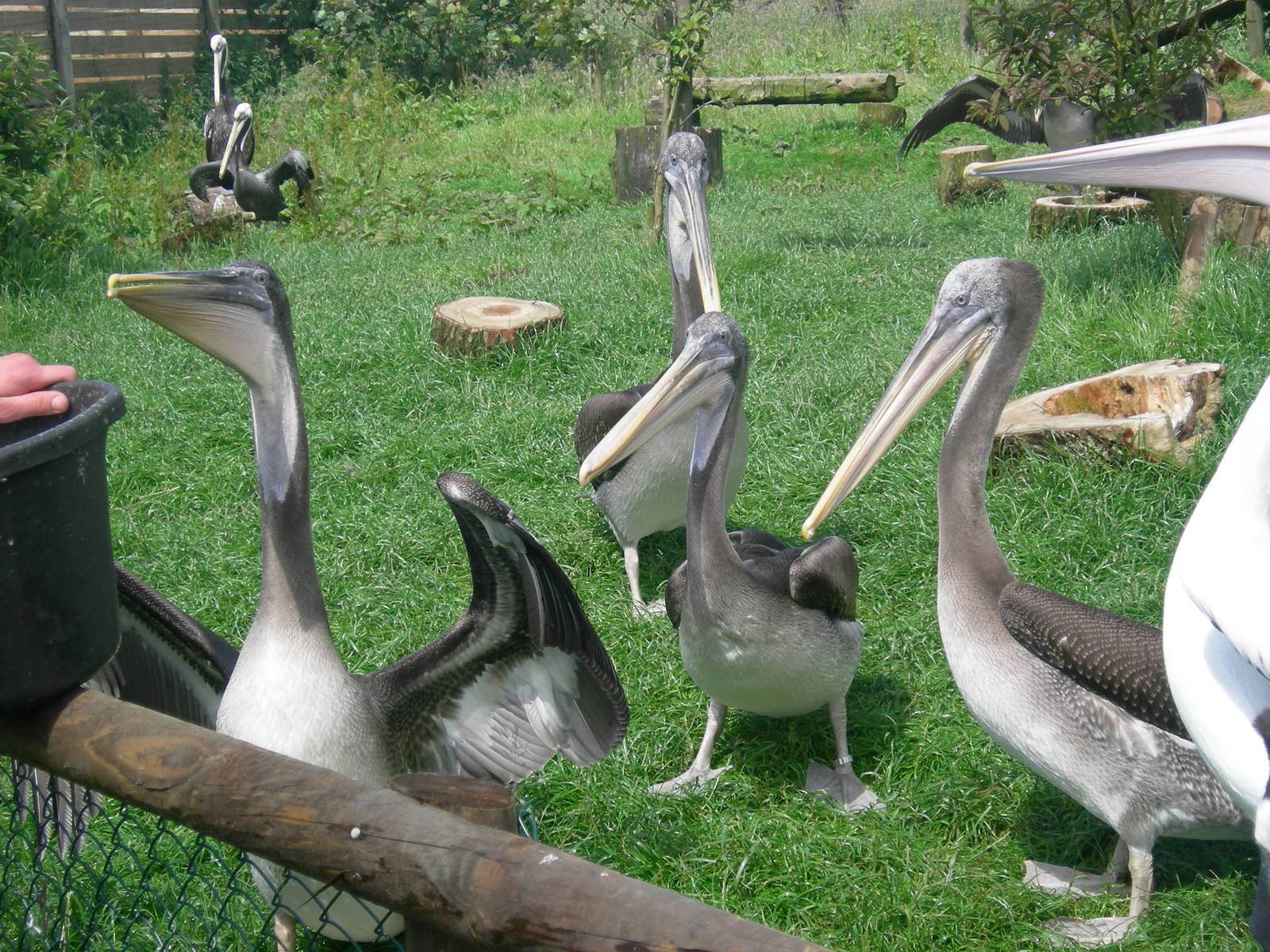 pelicans feeding!
