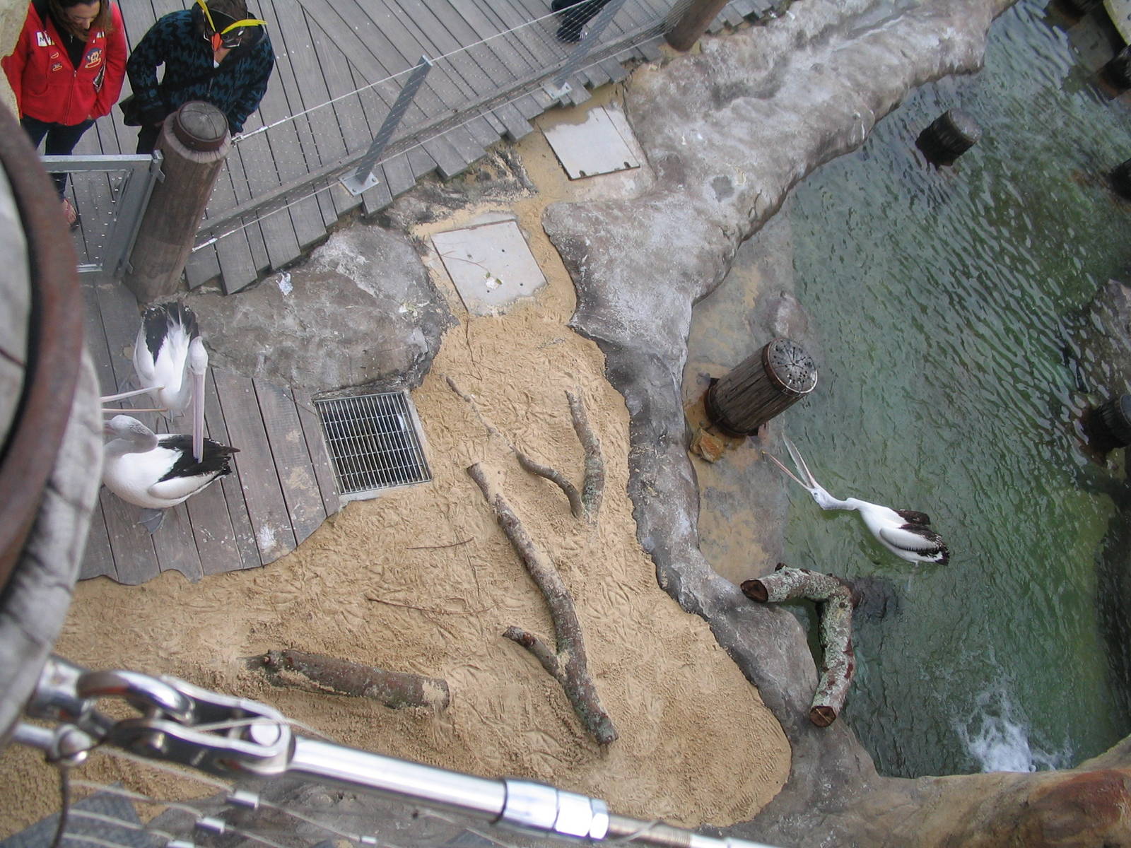 PELICANS-GSO-TARONGA