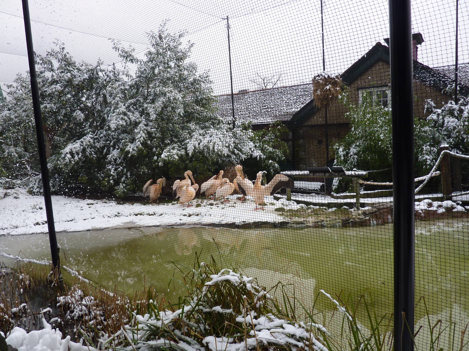 Pelicans in African Bird Safari