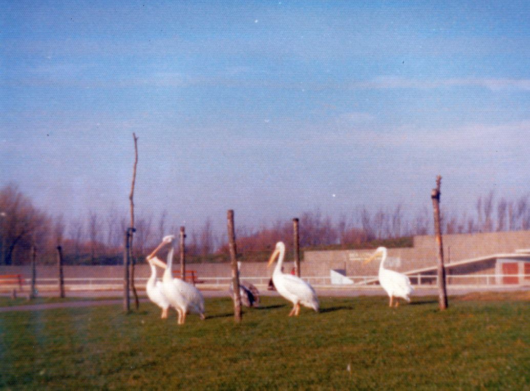 Pelicans in front of the sea lion exhibit