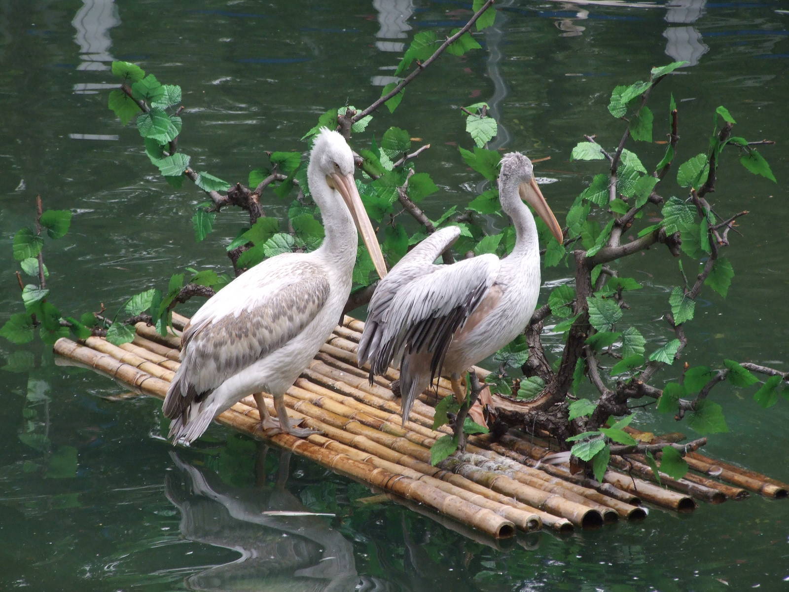 Pelicans in Interesting Animal Performance area
